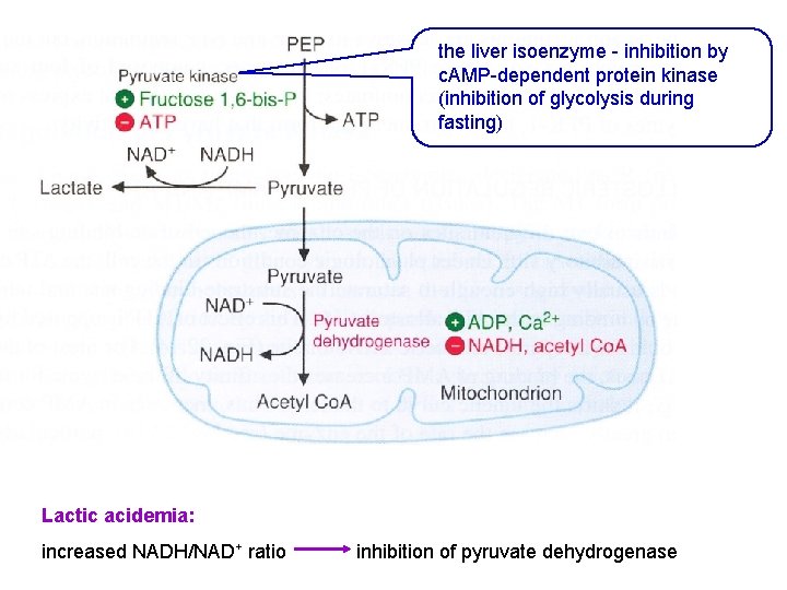 the liver isoenzyme - inhibition by c. AMP-dependent protein kinase (inhibition of glycolysis during