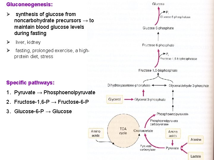 Gluconeogenesis: Ø synthesis of glucose from noncarbohydrate precursors → to maintain blood glucose levels