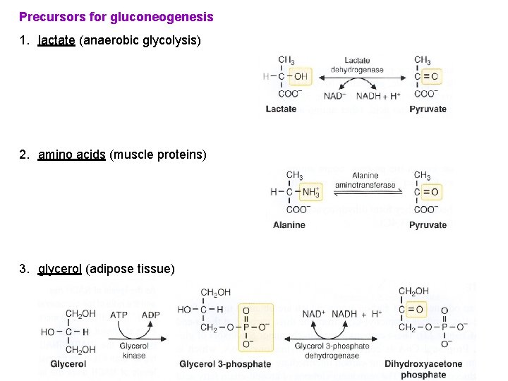 Precursors for gluconeogenesis 1. lactate (anaerobic glycolysis) 2. amino acids (muscle proteins) 3. glycerol