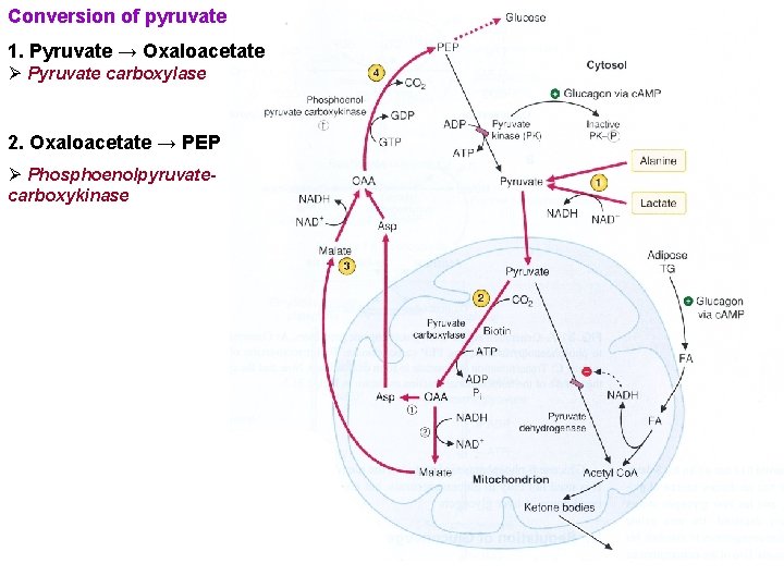 Conversion of pyruvate to phosphoenolpyruvate 1. Pyruvate → Oxaloacetate Ø Pyruvate carboxylase 2. Oxaloacetate