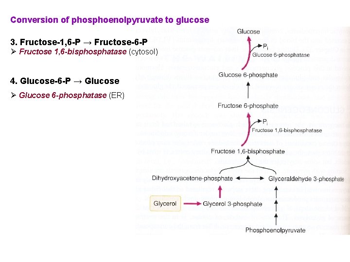 Conversion of phosphoenolpyruvate to glucose 3. Fructose-1, 6 -P → Fructose-6 -P Ø Fructose