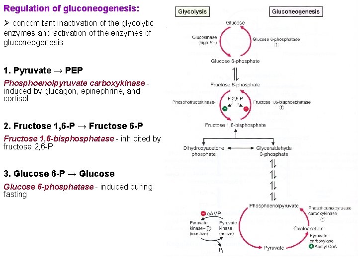 Regulation of gluconeogenesis: Ø concomitant inactivation of the glycolytic enzymes and activation of the