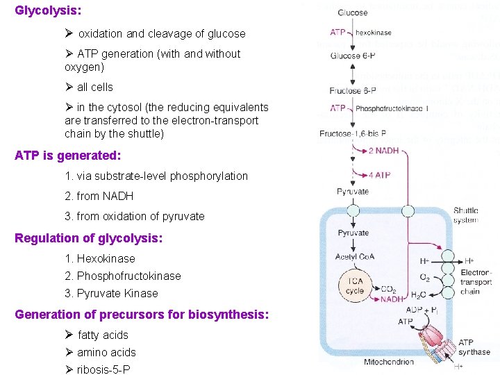 Glycolysis: Ø oxidation and cleavage of glucose Ø ATP generation (with and without oxygen)