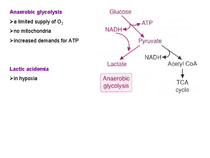 Anaerobic glycolysis Øa limited supply of O 2 Øno mitochondria Øincreased demands for ATP