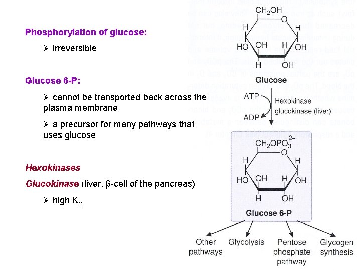 Phosphorylation of glucose: Ø irreversible Glucose 6 -P: Ø cannot be transported back across