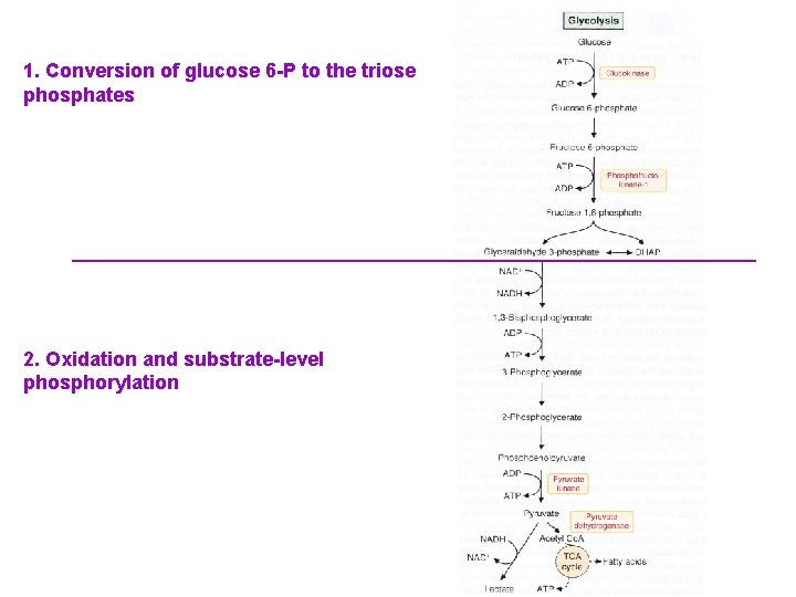 1. Conversion of glucose 6 -P to the triose phosphates 2. Oxidation and substrate-level