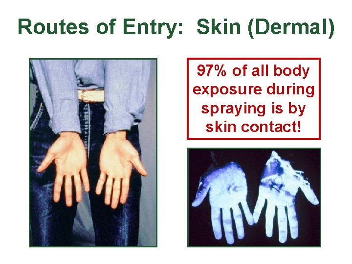 Routes of Entry: Skin (Dermal) 97% of all body exposure during spraying is by