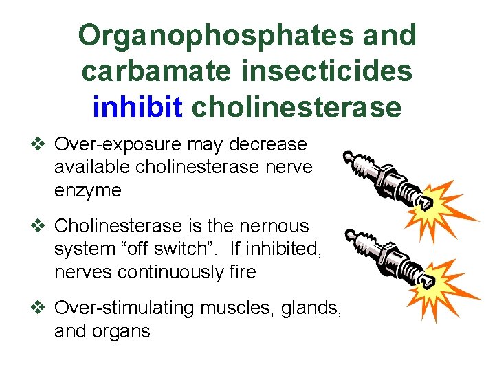 Organophosphates and carbamate insecticides inhibit cholinesterase v Over-exposure may decrease available cholinesterase nerve enzyme