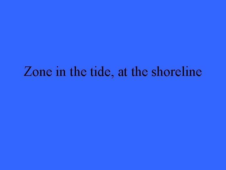 Zone in the tide, at the shoreline 