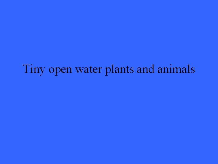 Tiny open water plants and animals 