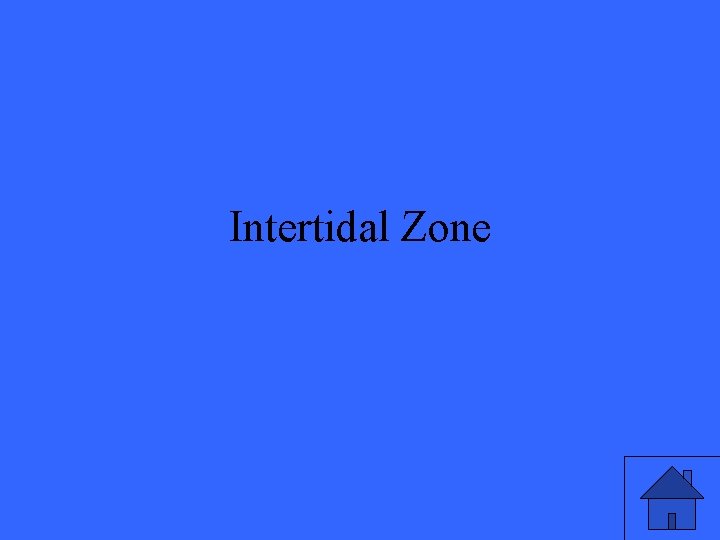 Intertidal Zone 