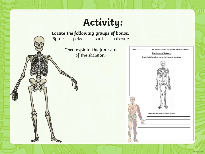 Activity: Locate the following groups of bones: Spine pelvis skull ribcage Then explain the