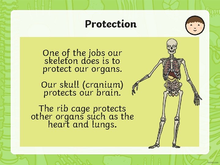 Protection One of the jobs our skeleton does is to protect our organs. Our