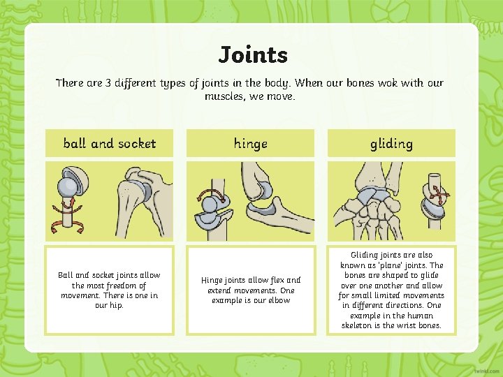 Joints There are 3 different types of joints in the body. When our bones