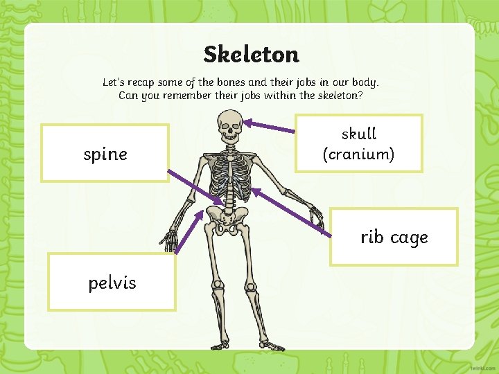 Skeleton Let’s recap some of the bones and their jobs in our body. Can
