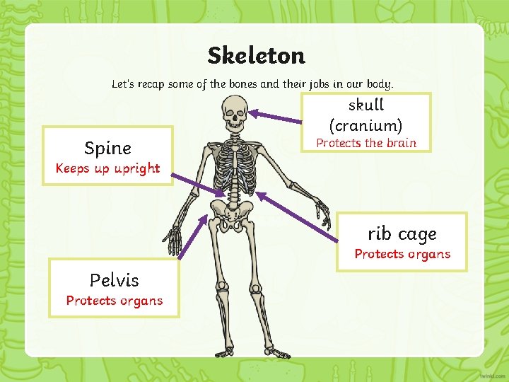 Skeleton Let’s recap some of the bones and their jobs in our body. skull