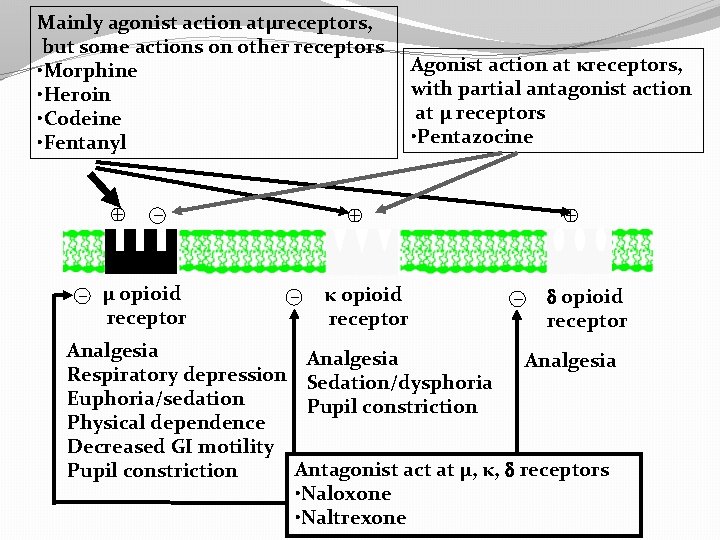 Mainly agonist action atμreceptors, but some actions on other receptors • Morphine • Heroin