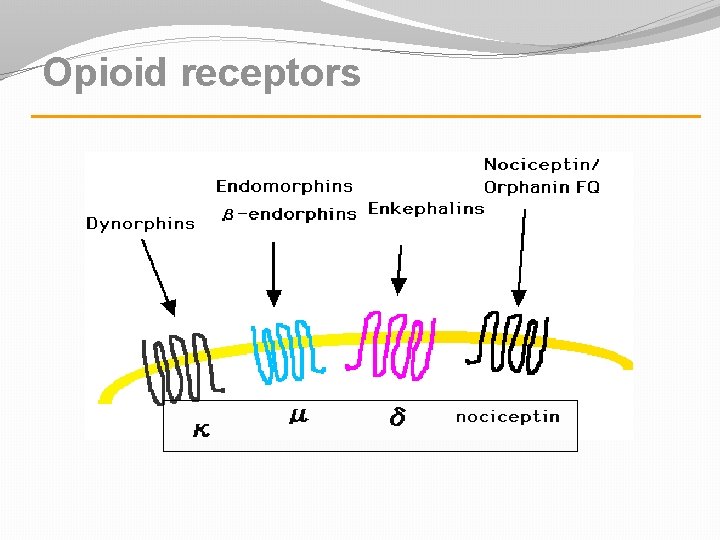 Opioid receptors 