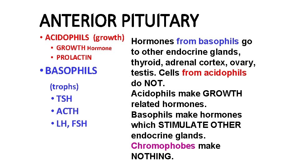 ANTERIOR PITUITARY • ACIDOPHILS (growth) Hormones from basophils go • GROWTH Hormone to other