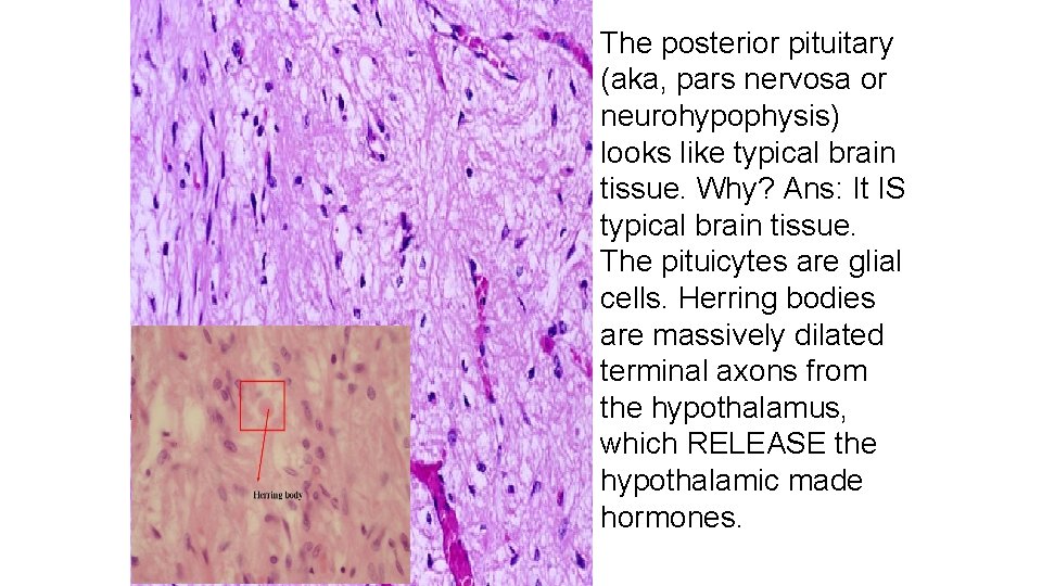 The posterior pituitary (aka, pars nervosa or neurohypophysis) looks like typical brain tissue. Why?