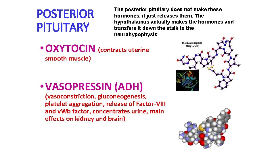 POSTERIOR PITUITARY The posterior pituitary does not make these hormones, it just releases them.