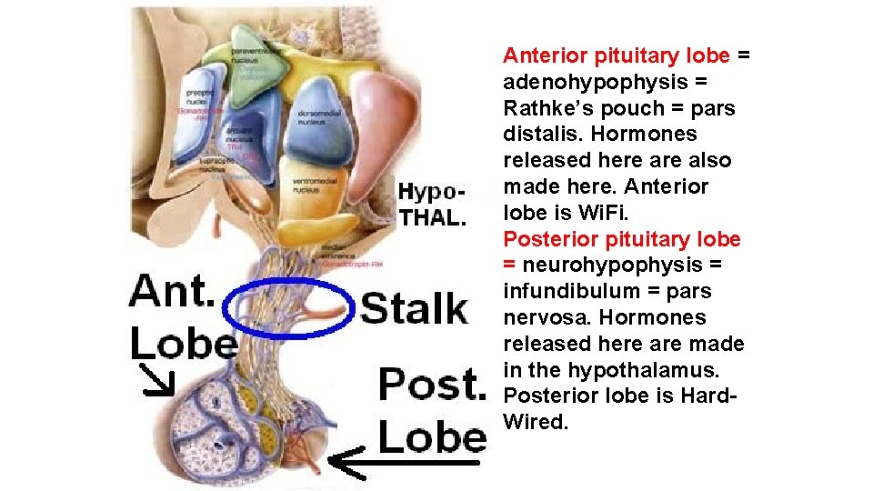 Anterior pituitary lobe = adenohypophysis = Rathke’s pouch = pars distalis. Hormones released here