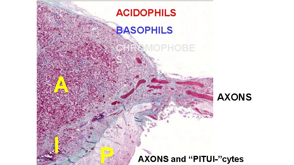 ACIDOPHILS BASOPHILS CHROMOPHOBE S A I AXONS P AXONS and “PITUI-”cytes 