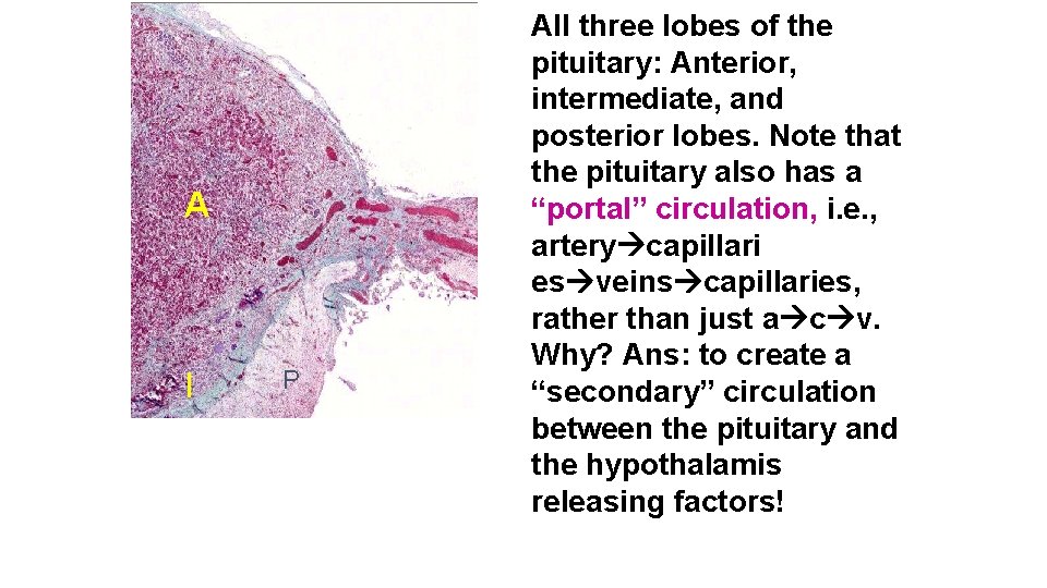 A I P All three lobes of the pituitary: Anterior, intermediate, and posterior lobes.