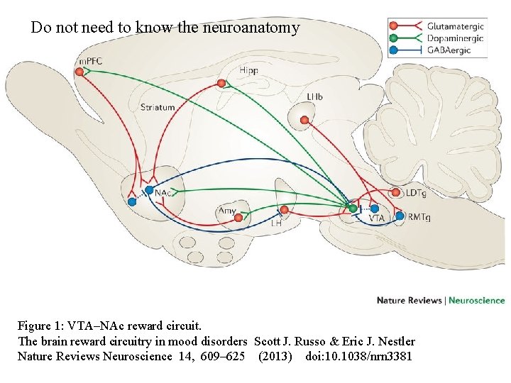 Do not need to know the neuroanatomy Figure 1: VTA–NAc reward circuit. The brain