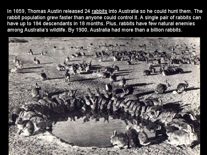 In 1859, Thomas Austin released 24 rabbits into Australia so he could hunt them.