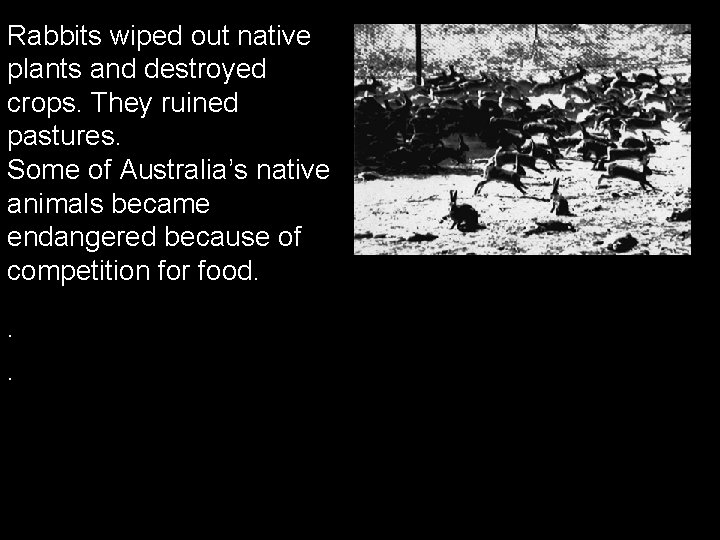 Rabbits wiped out native plants and destroyed crops. They ruined pastures. Some of Australia’s