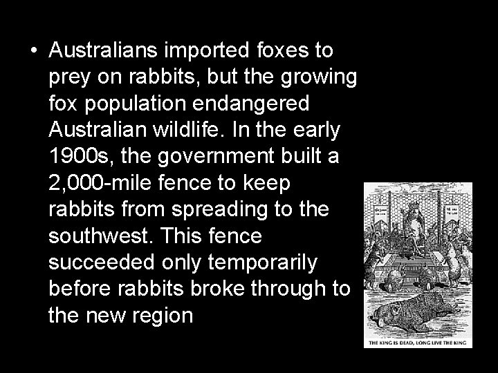  • Australians imported foxes to prey on rabbits, but the growing fox population
