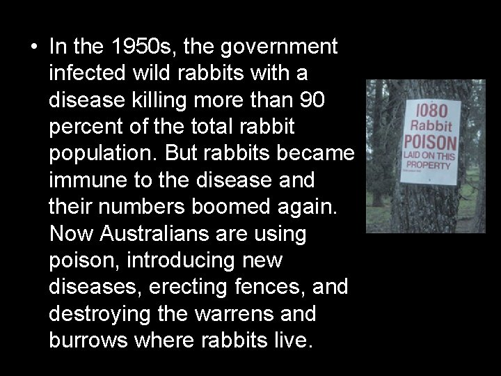  • In the 1950 s, the government infected wild rabbits with a disease