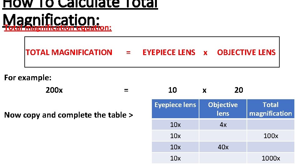 How To Calculate Total Magnification: Total magnification equation: TOTAL MAGNIFICATION For example: 200 x