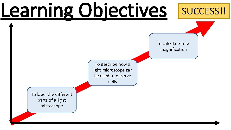 Learning Objectives SUCCESS!! To calculate total magnification To describe how a light microscope can