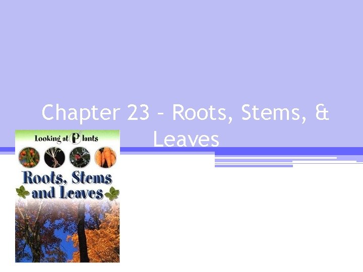 Chapter 23 – Roots, Stems, & Leaves 