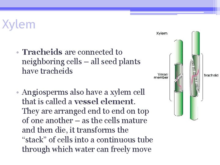Xylem • Tracheids are connected to neighboring cells – all seed plants have tracheids