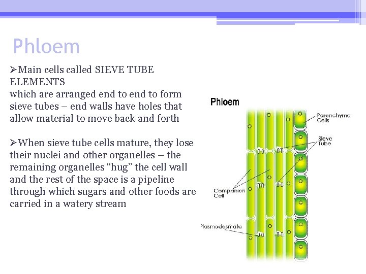 Phloem ØMain cells called SIEVE TUBE ELEMENTS which are arranged end to form sieve