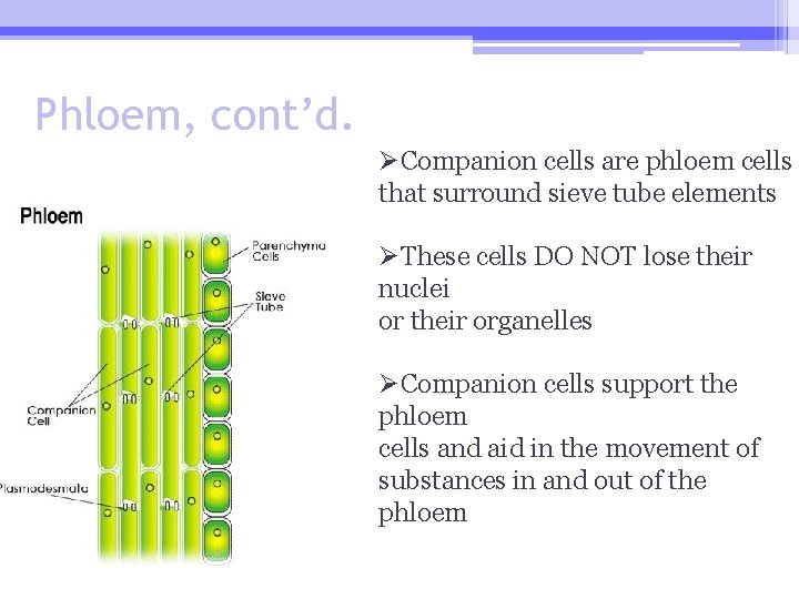Phloem, cont’d. ØCompanion cells are phloem cells that surround sieve tube elements ØThese cells