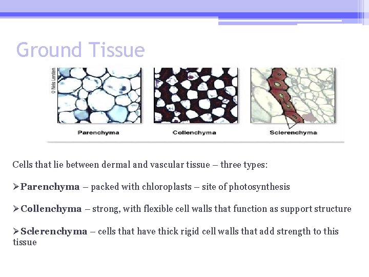 Ground Tissue Cells that lie between dermal and vascular tissue – three types: ØParenchyma