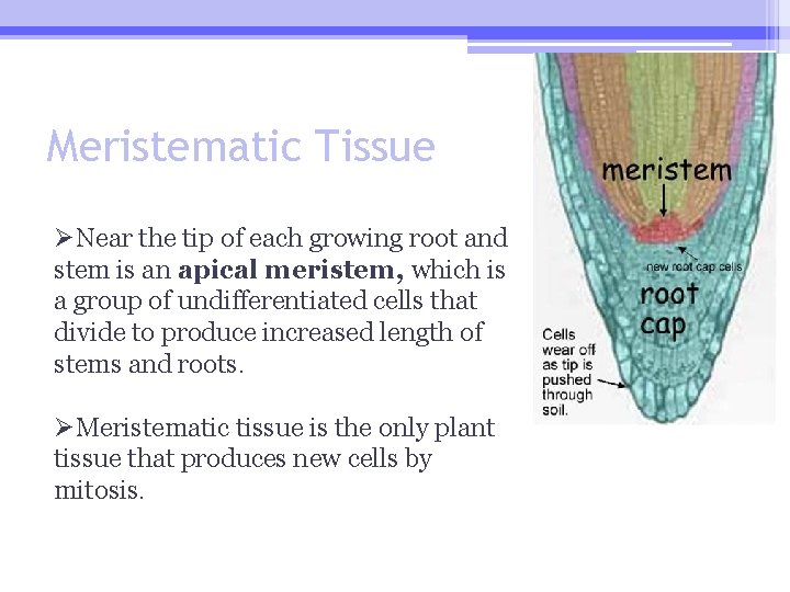 Meristematic Tissue ØNear the tip of each growing root and stem is an apical