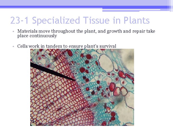 23 -1 Specialized Tissue in Plants • Materials move throughout the plant, and growth