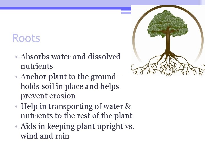Roots • Absorbs water and dissolved nutrients • Anchor plant to the ground –