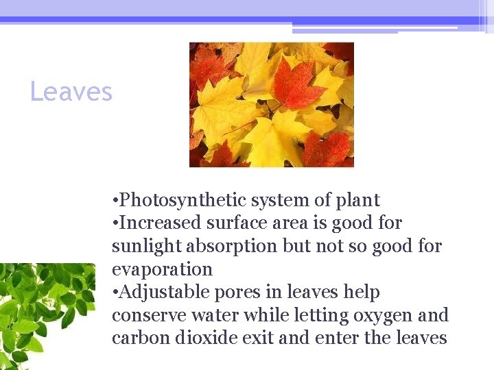 Leaves • Photosynthetic system of plant • Increased surface area is good for sunlight