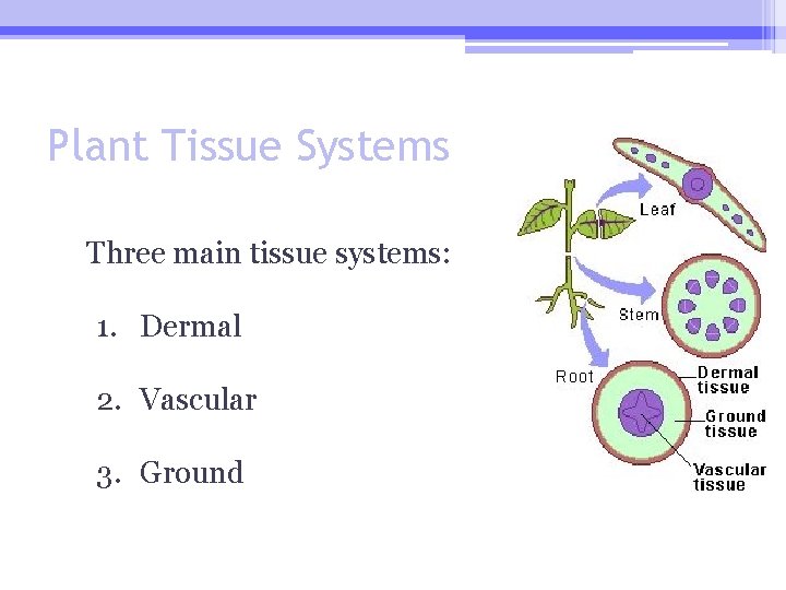 Plant Tissue Systems Three main tissue systems: 1. Dermal 2. Vascular 3. Ground 