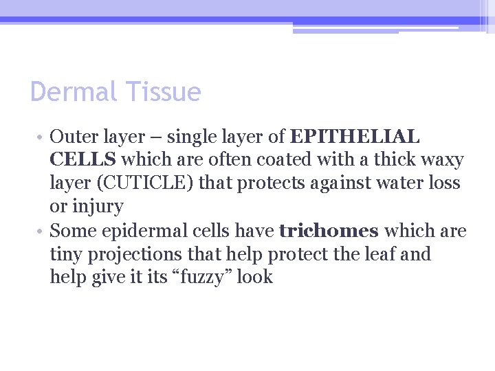 Dermal Tissue • Outer layer – single layer of EPITHELIAL CELLS which are often