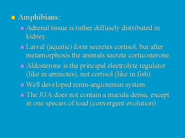 n Amphibians: Adrenal tissue is rather diffusely distributed in kidney. n Larval (aquatic) form