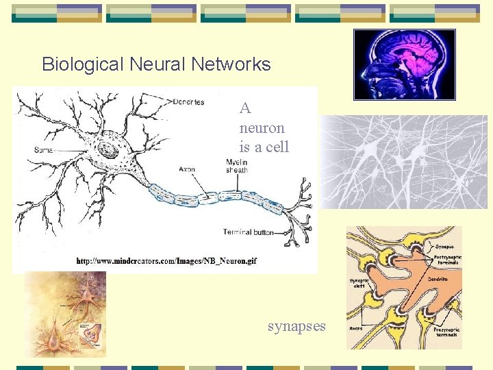 Biological Neural Networks A neuron is a cell synapses 