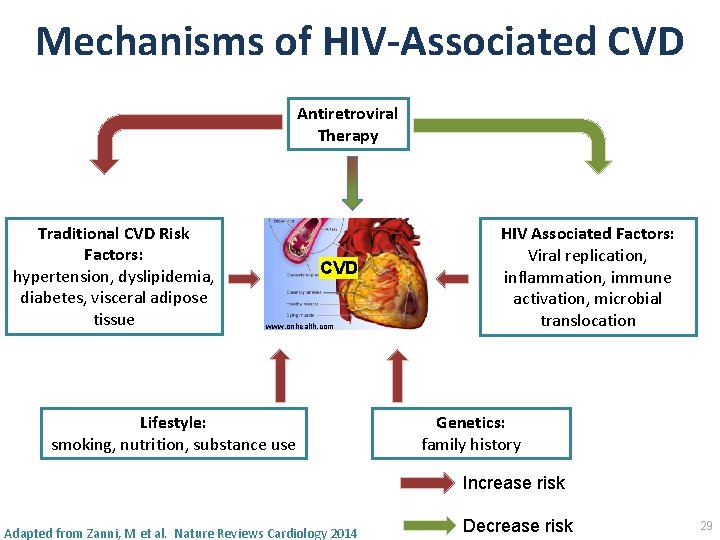 Mechanisms of HIV‐Associated CVD Antiretroviral Therapy Traditional CVD Risk Factors: hypertension, dyslipidemia, diabetes, visceral