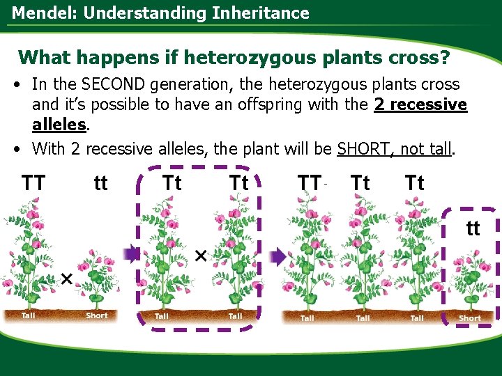 Mendel: Understanding Inheritance What happens if heterozygous plants cross? • In the SECOND generation,